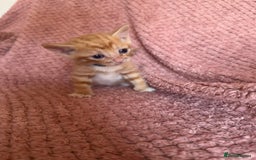 Mixed Breed cats for sale: Ginger kittens for sale - Image 9