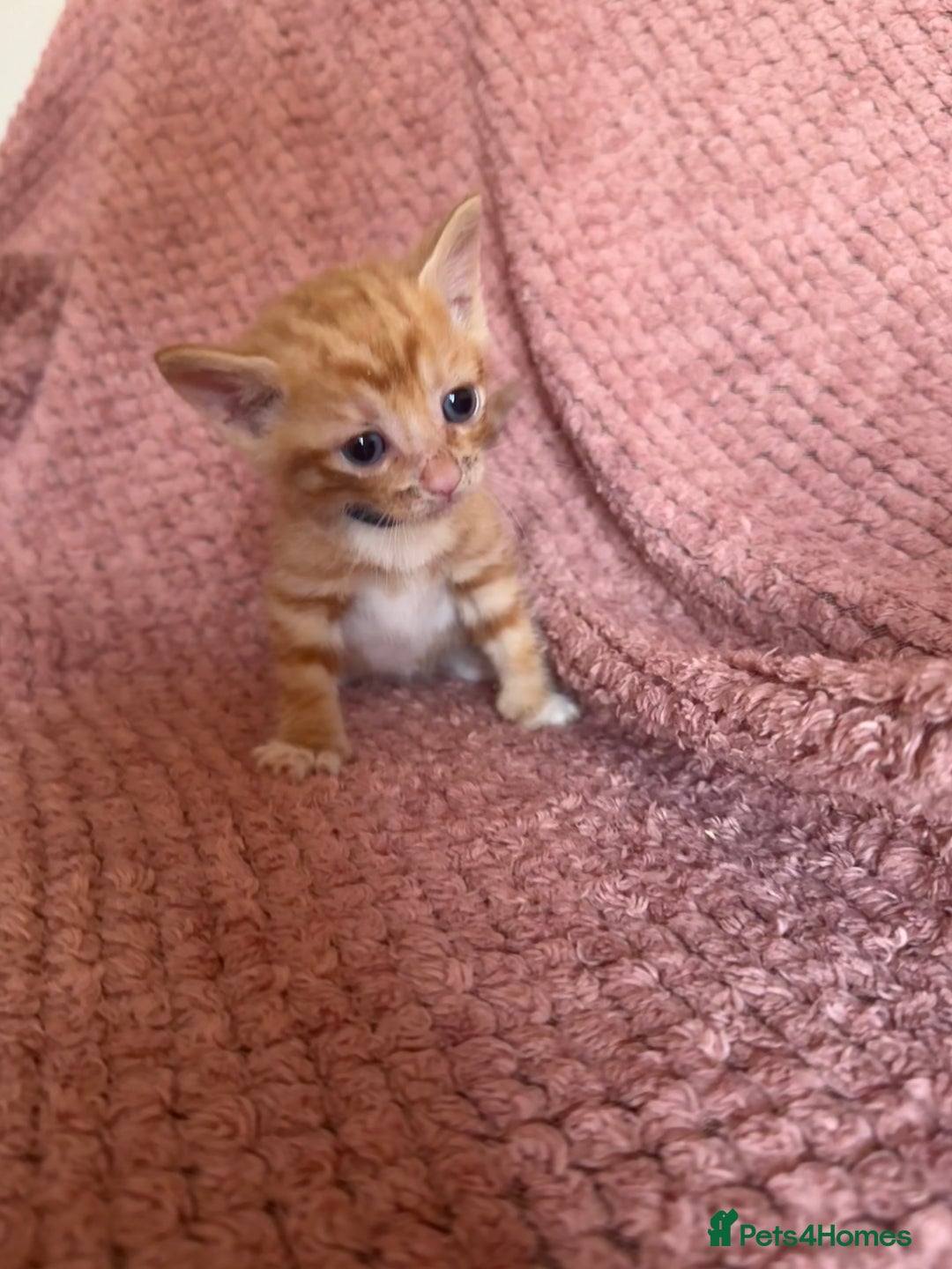 Mixed Breed cats for sale: Ginger kittens for sale - Image 9