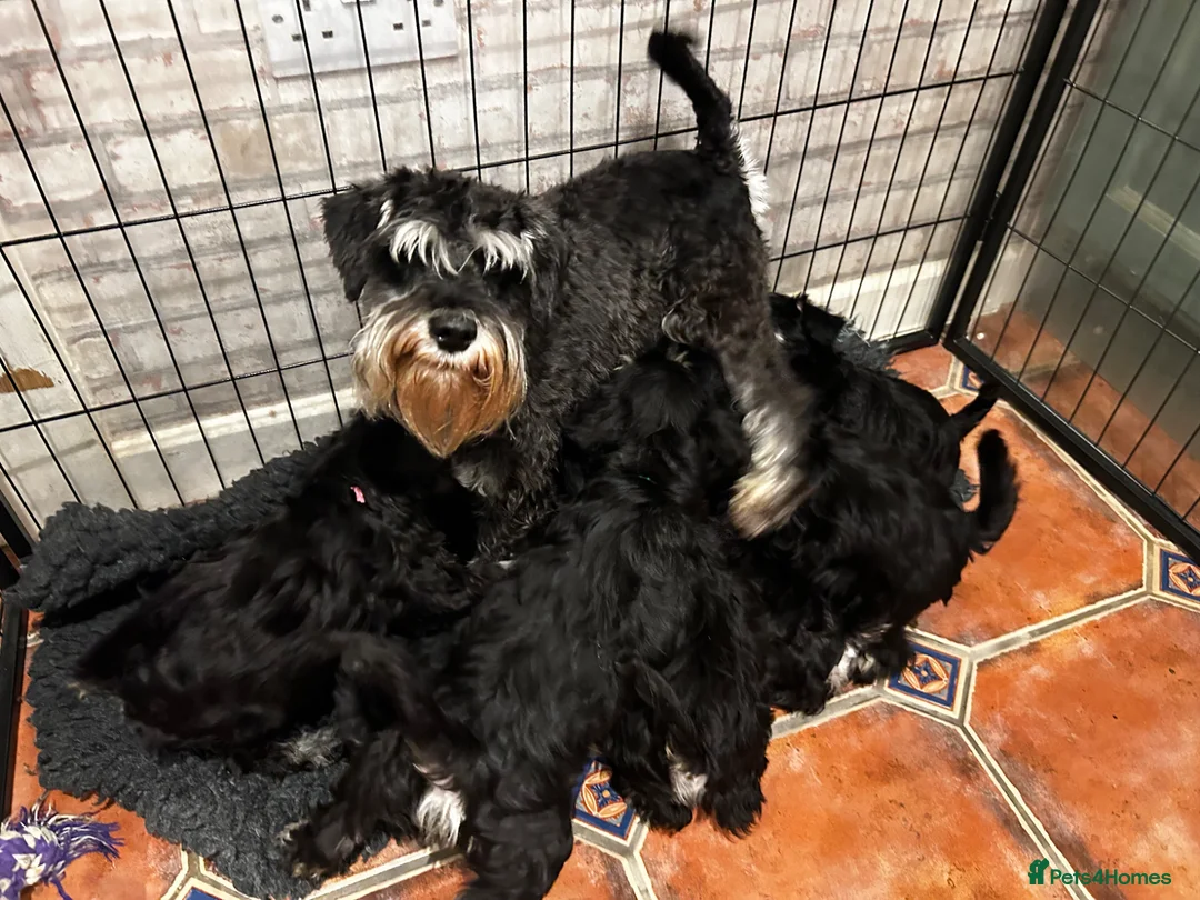 Miniature Schnauzer dogs for sale: KC Registered, Health Tested Puppies available  - Advert 11