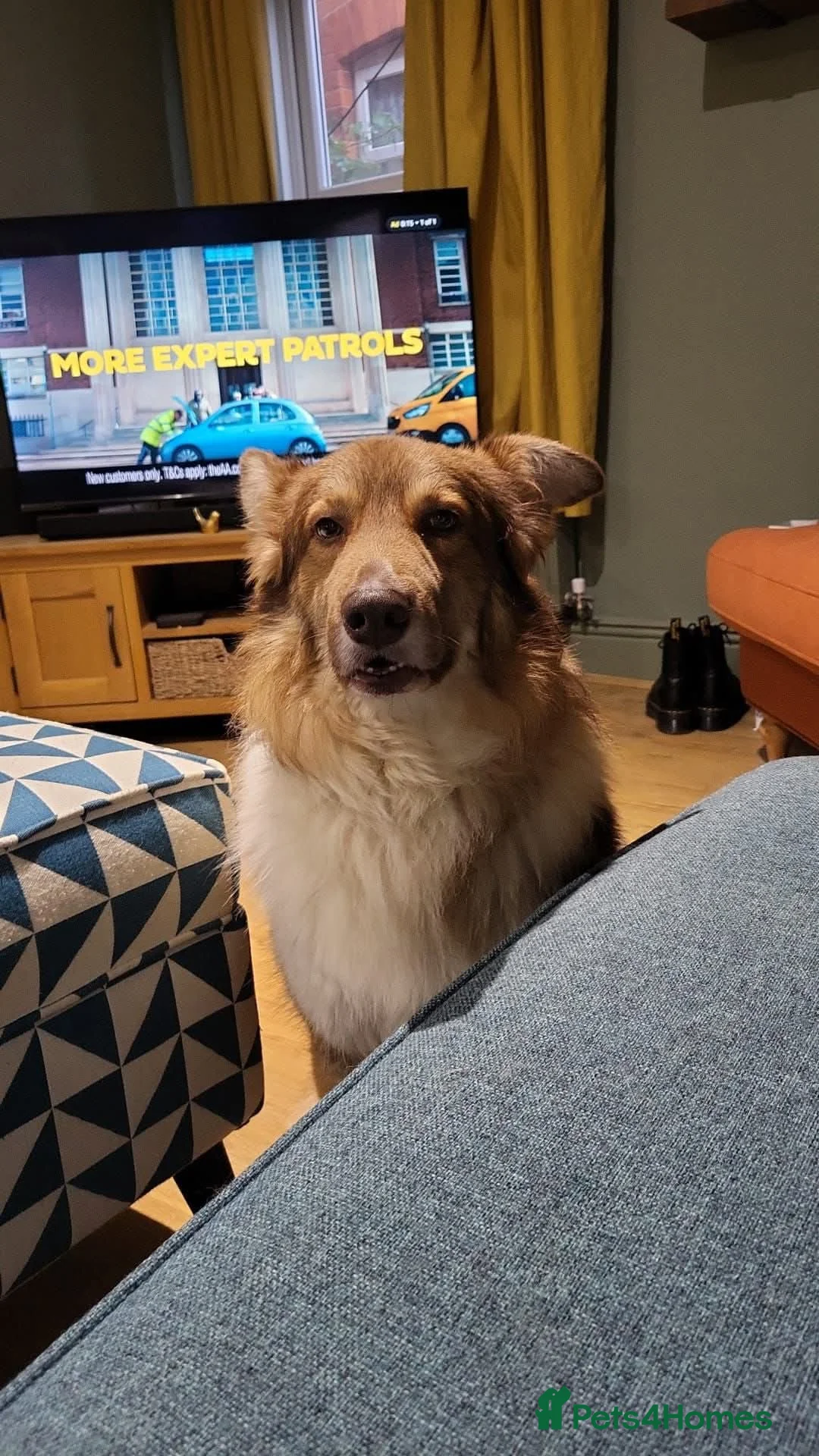 Mixed Breed dogs for adoption: Meet Teddy, currently residing in Lincolnshire  in Mablethorpe - Advert 13