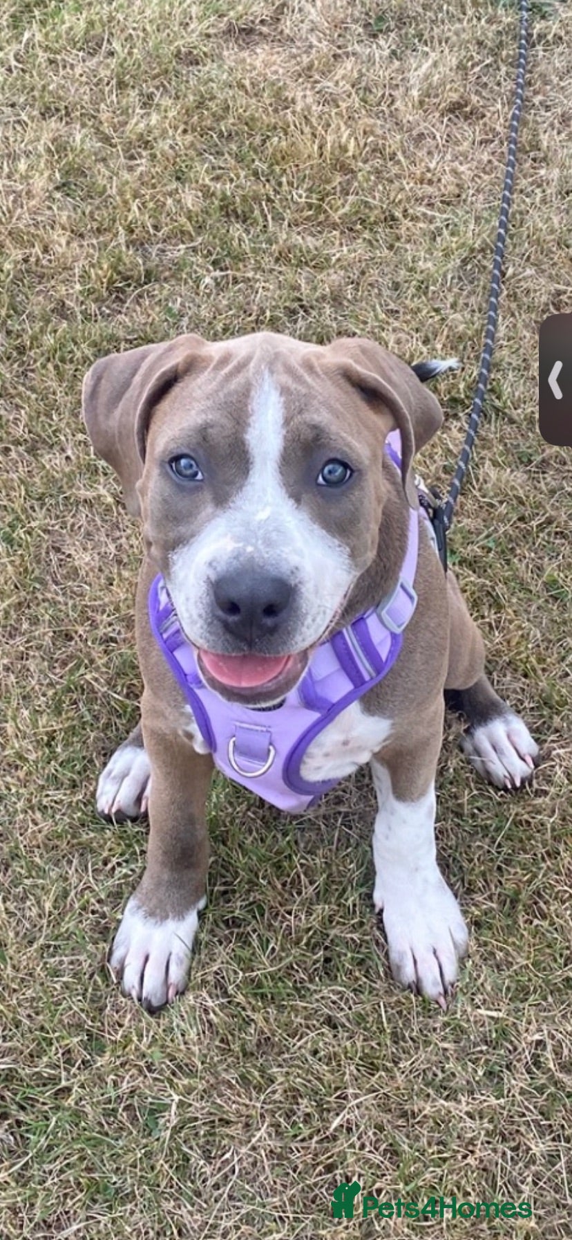 Mixed Breed dogs 17wk cane corsa /staffy pup for sale - Advert 1