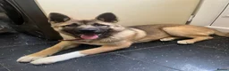 Huskita dogs for sale: Akita / Siberian husky - Advert 1