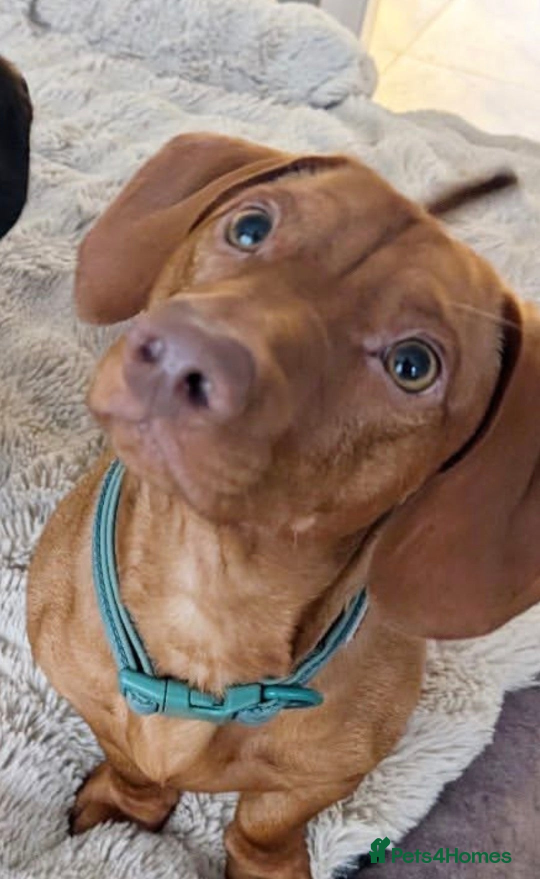 Mixed Breed dogs for sale: Lennie  - Advert 6