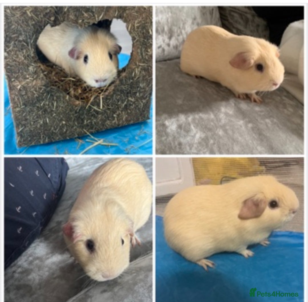 Guinea Pig rodents for sale: 2 male guinea pigs - Advert 4