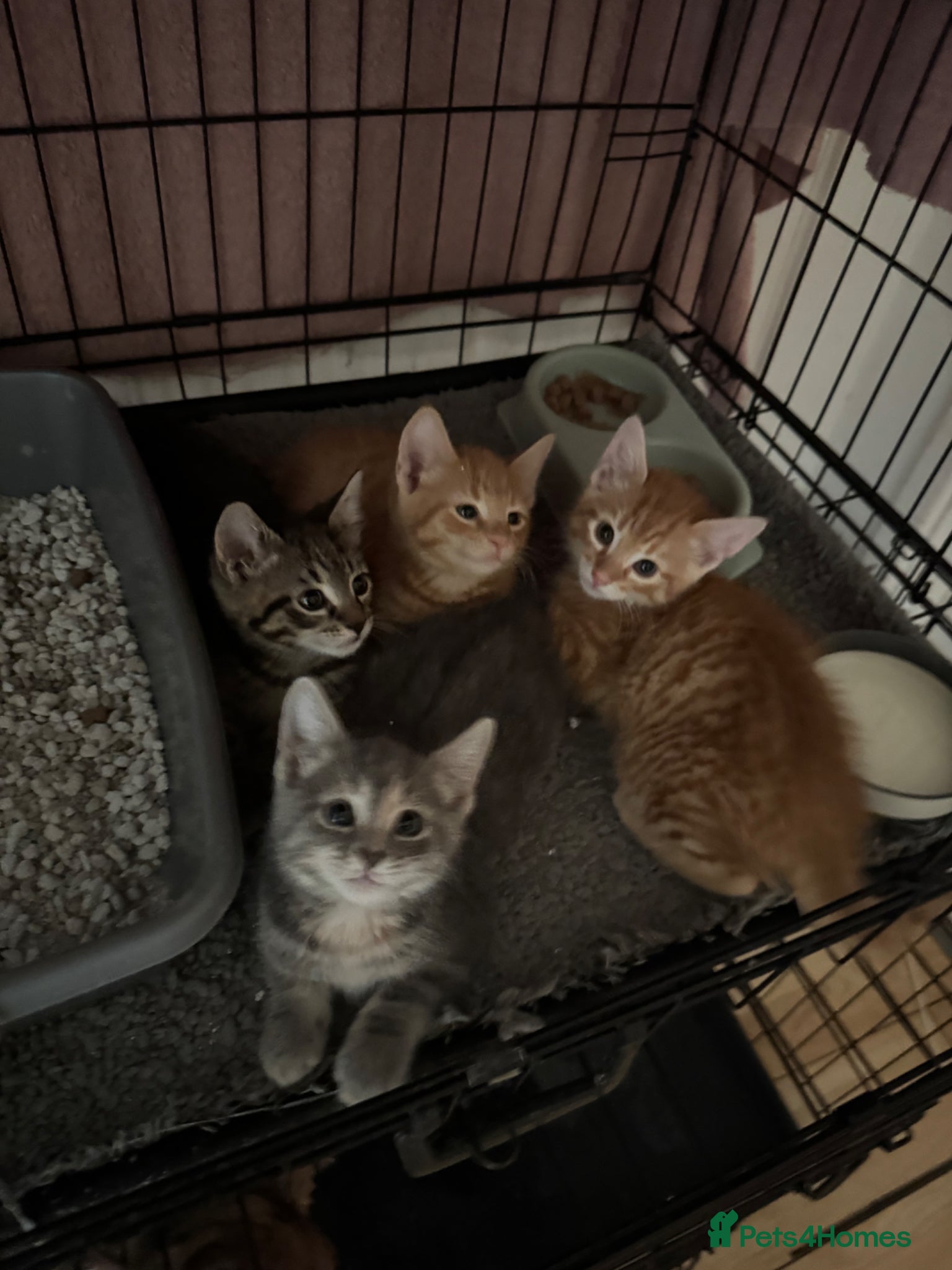 American Shorthair cats for sale: Ready To Leave Today please read full advert pleas - Advert 12