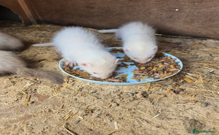 Ferret rodents - Advert 2