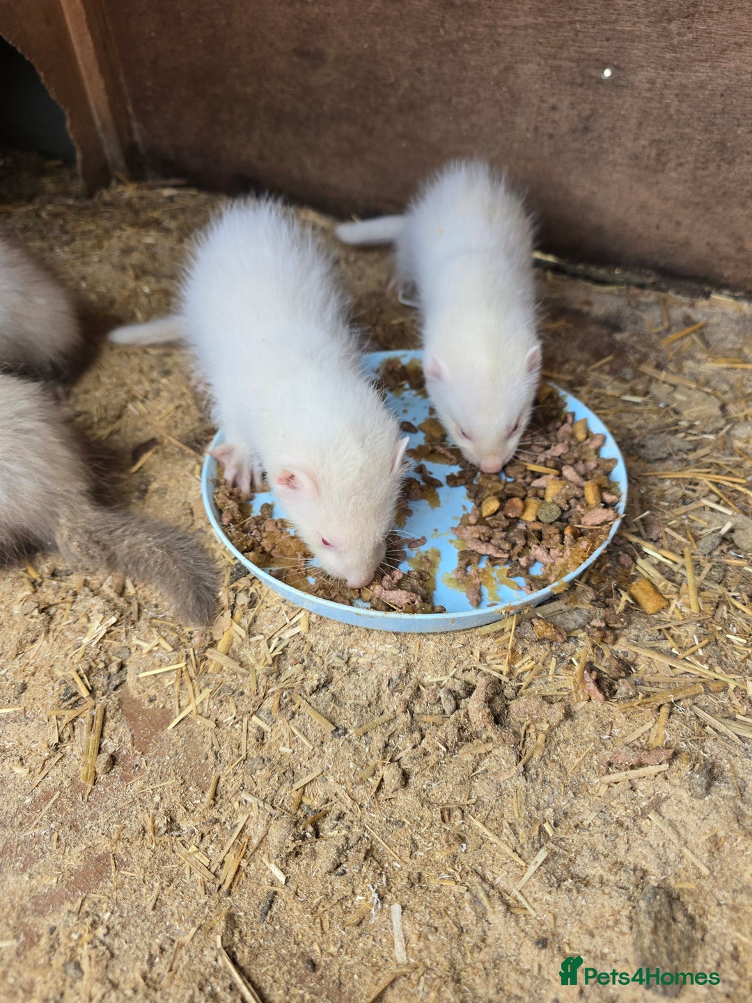 Ferret rodents for sale: Albino kits for sale - Image 1