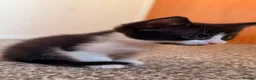 Mixed Breed cats for sale: 2 stunning black and white Kittens left - Advert 17