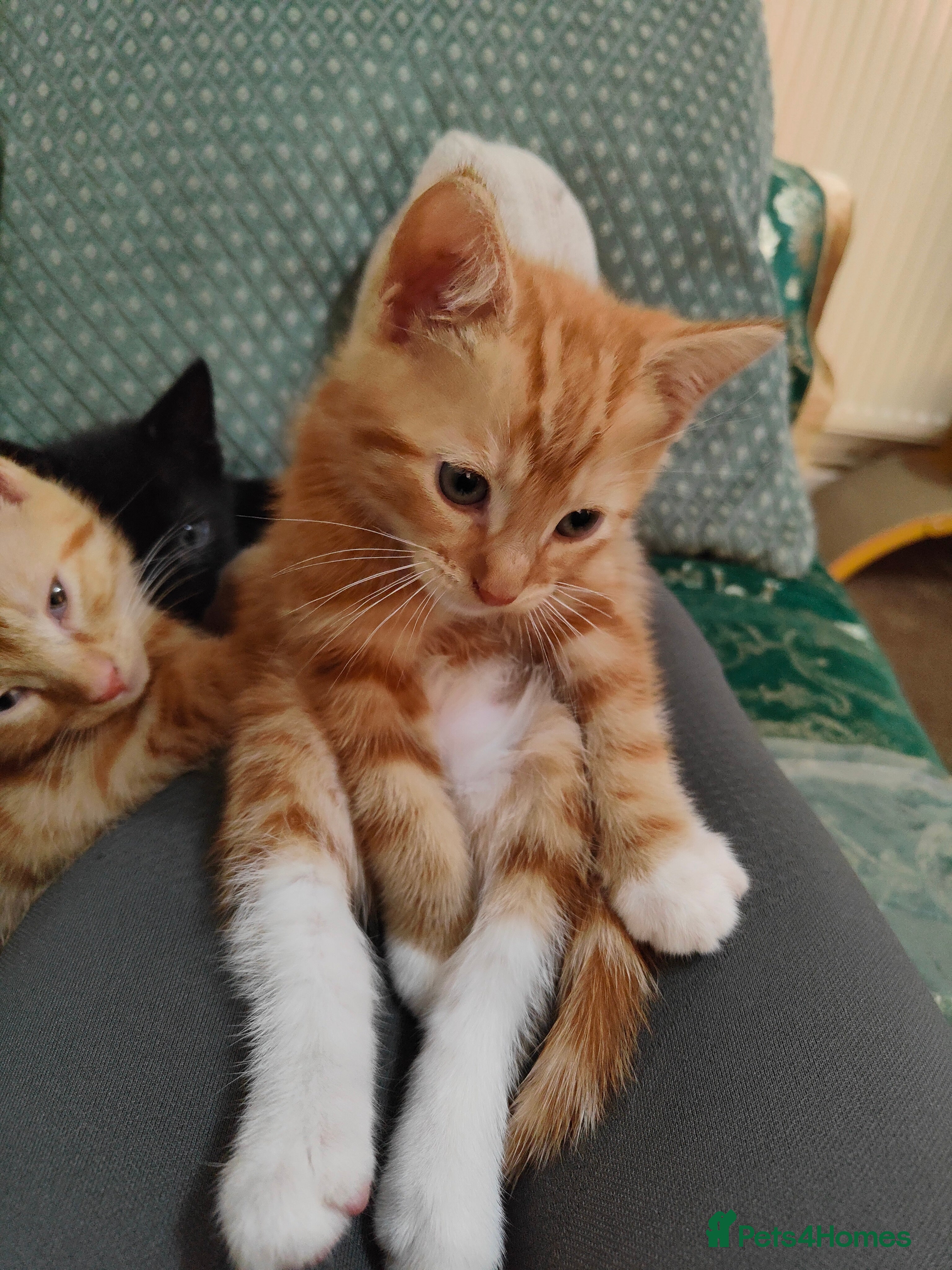 Mixed Breed cats Ready for their forever home  - Advert 2