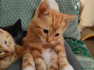Mixed Breed cats Ready for their forever home - Advert 18