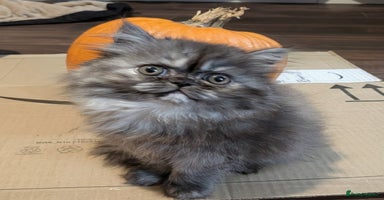 Persian cats - Advert 4