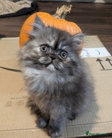 Persian cats - Advert 4