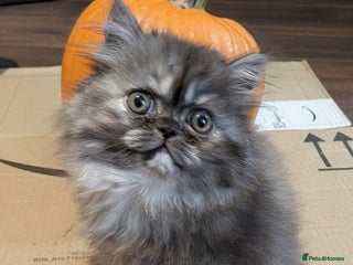 Persian cats - Advert 7