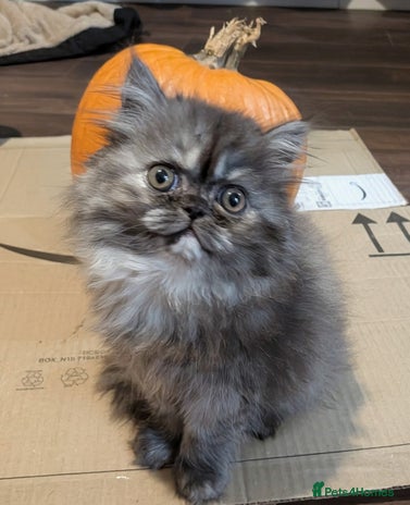 Persian cats - Advert 3