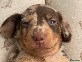 Miniature Dachshund dogs 💙💖Long hair&silky-wire hair dachshund💖💙 - Advert 10