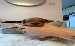 Cockapoo dogs for sale: 🐾 Adorable F2 Cockapoo Puppies! 🐾 - Image 16