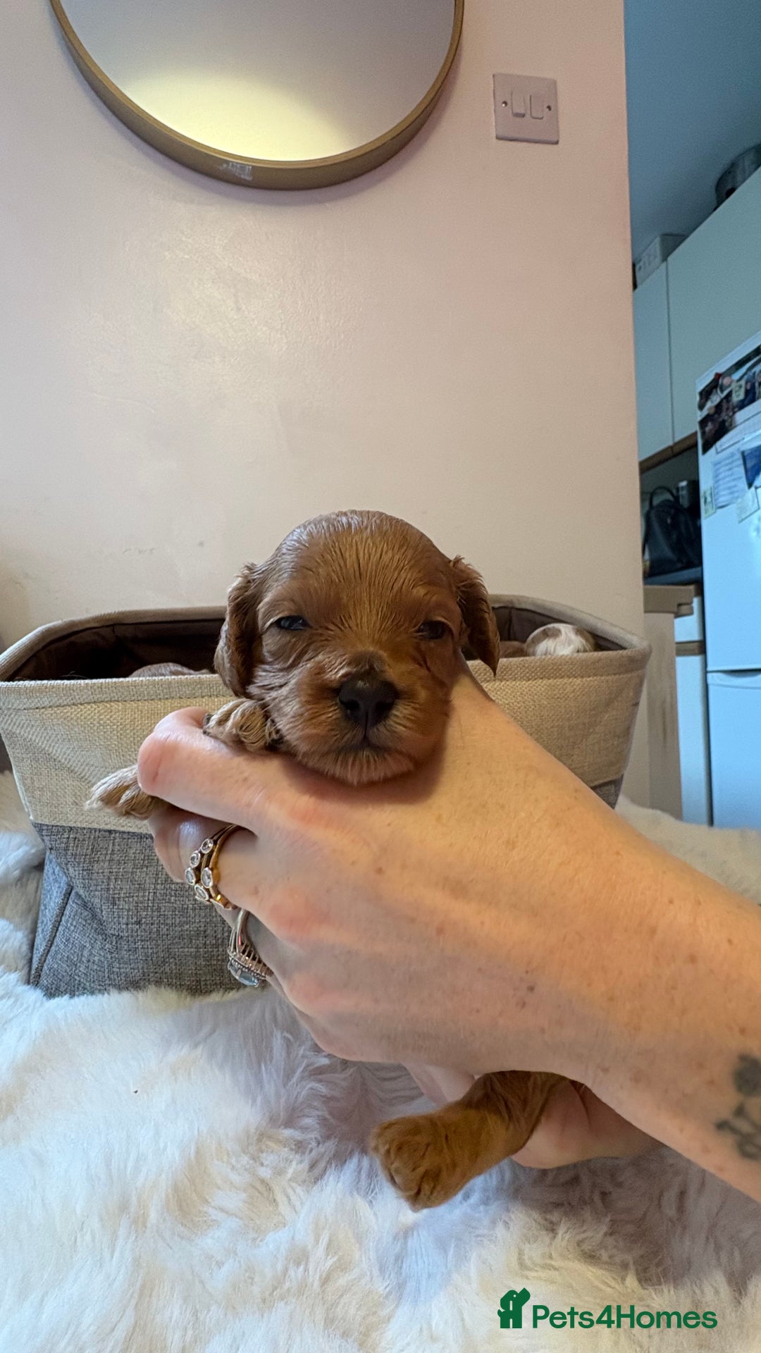 Cockapoo dogs for sale: 🐾 Adorable F2 Cockapoo Puppies! 🐾 - Image 16
