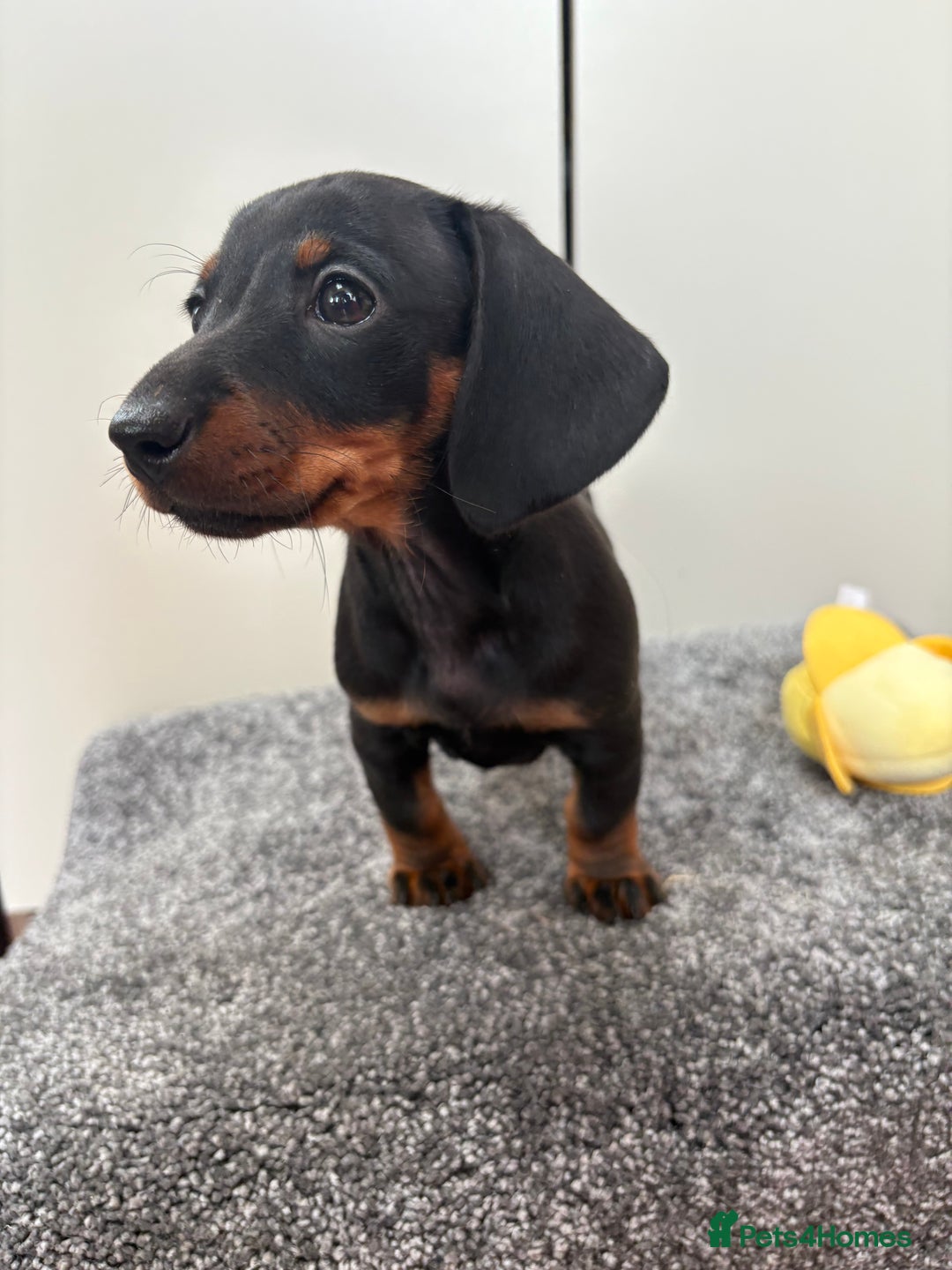 Miniature Dachshund dogs for sale: Black & Tan Minature Dachshunds⭐️ in Leicester - Image 10