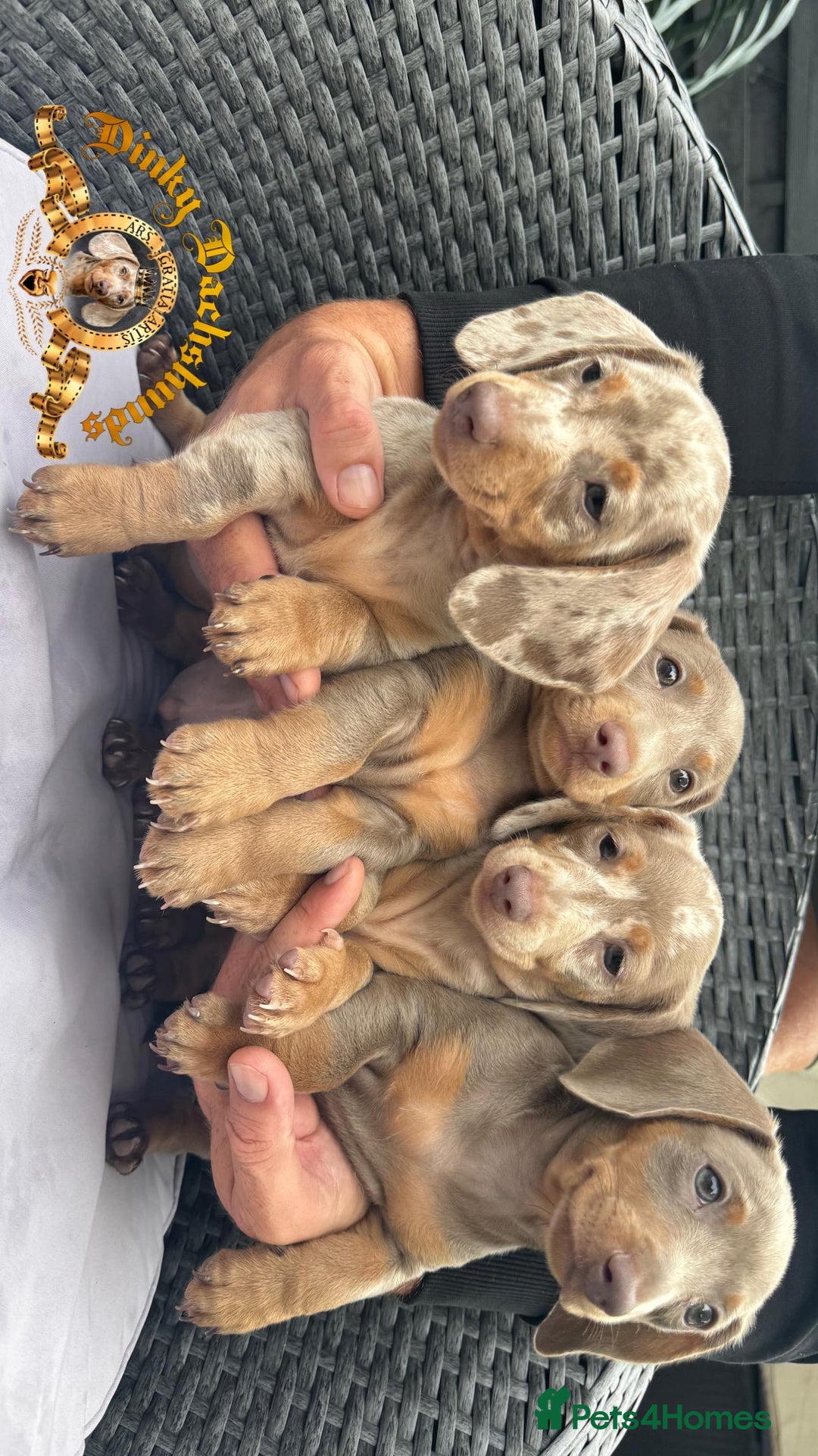 Miniature Dachshund dogs for sale: Minature dachshund  - Image 1