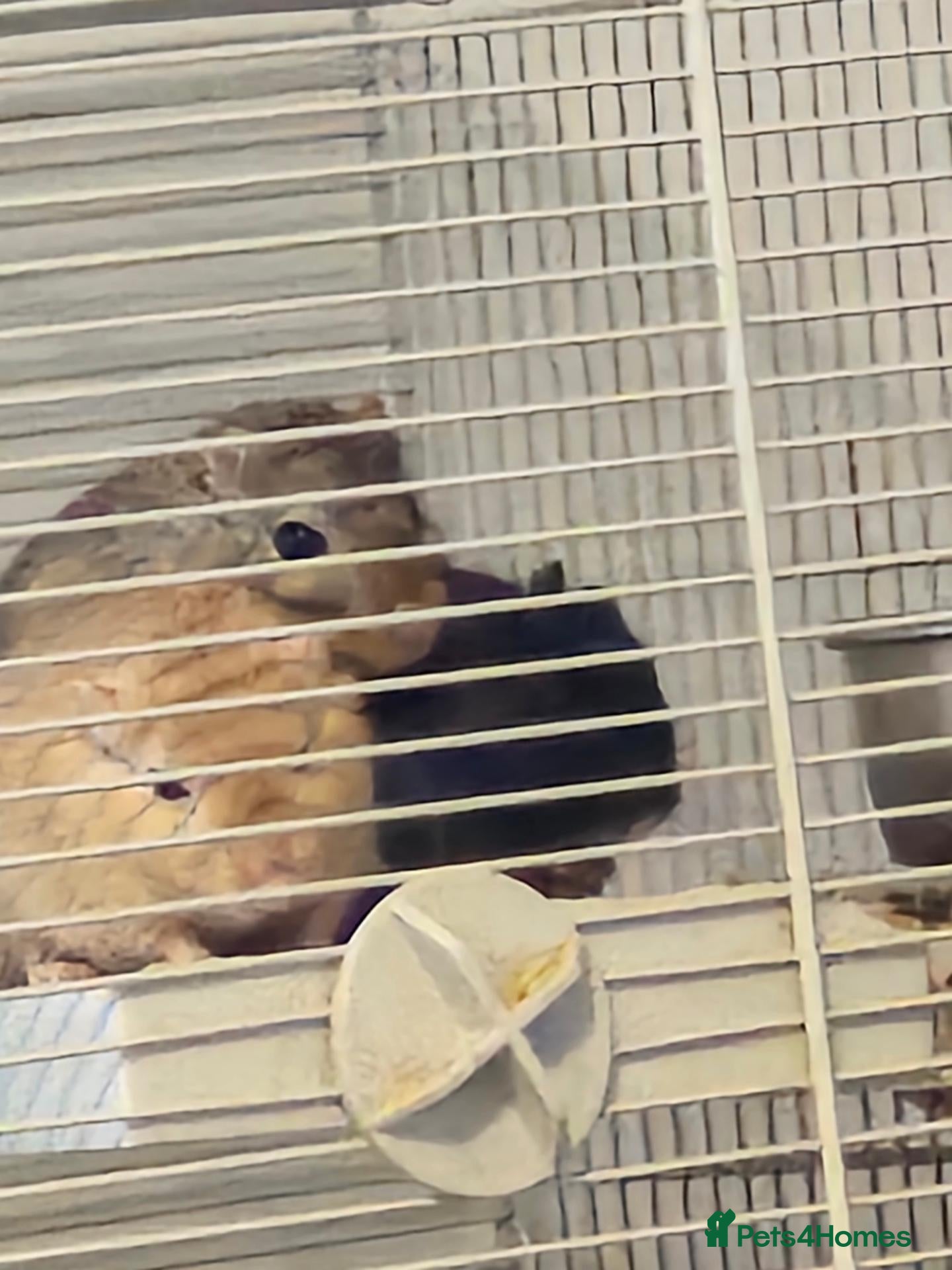 Gerbil rodents for sale: 3 male gerbils - Advert 1
