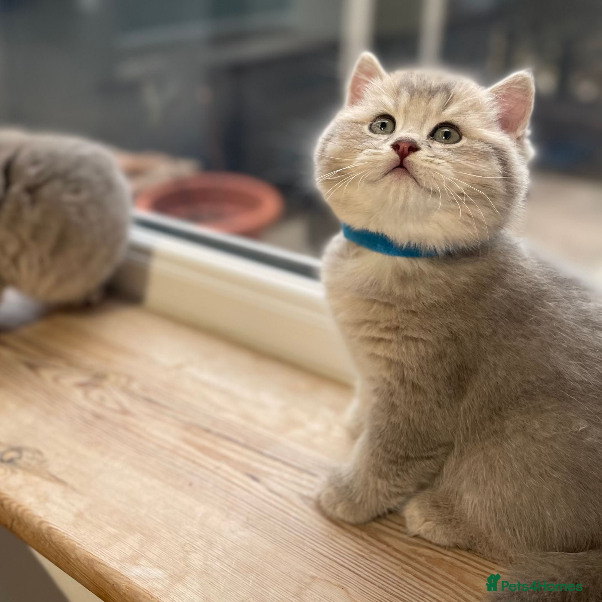 British Shorthair cats GCCF/TICA British Shorthair Champion line Kittens - Advert 1