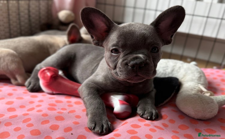 French Bulldog dogs - Advert 11