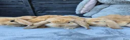 Continental Giant rabbits for sale: Giant French Lops & Mini Lops  - Advert 3