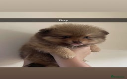 Pomeranian dogs for sale: Pomeranian puppy’s  - Image 1