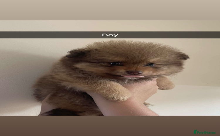 Pomeranian dogs - Advert 1
