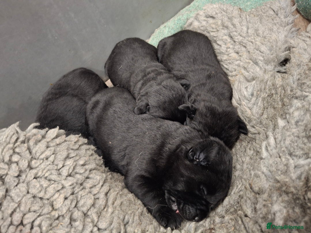 Labrador Retriever dogs for sale: KC Registered Health Tested Labrador puppies - Advert 10