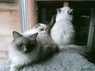 Ragdoll cats Super duper Ragdoll Kittens - Advert 1