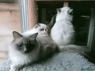 Ragdoll cats Super duper Ragdoll Kittens - Advert 4