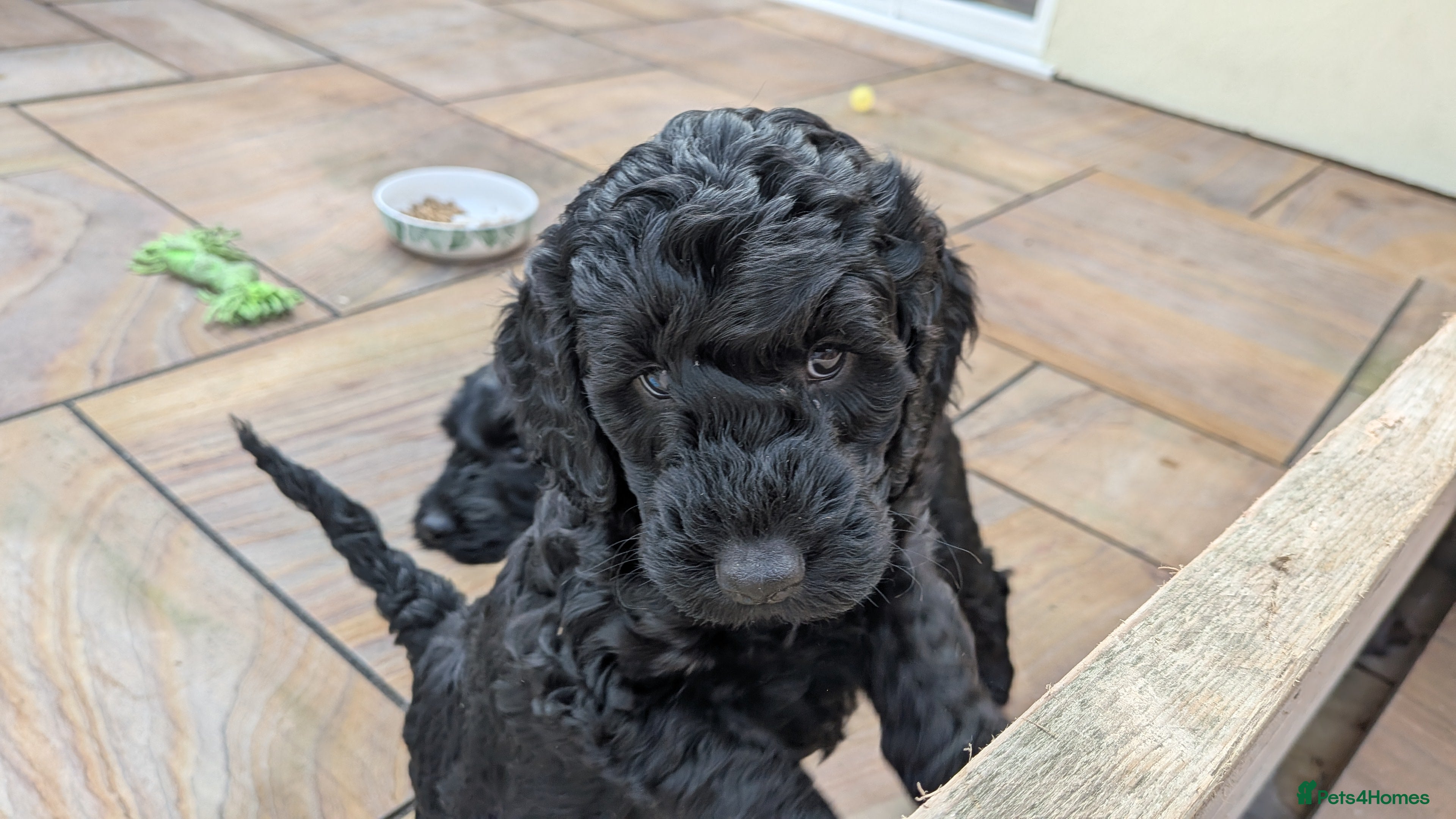 Cockapoo dogs One black girl remaining! - Advert 4