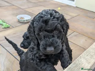 Cockapoo dogs One black girl remaining! - Advert 4
