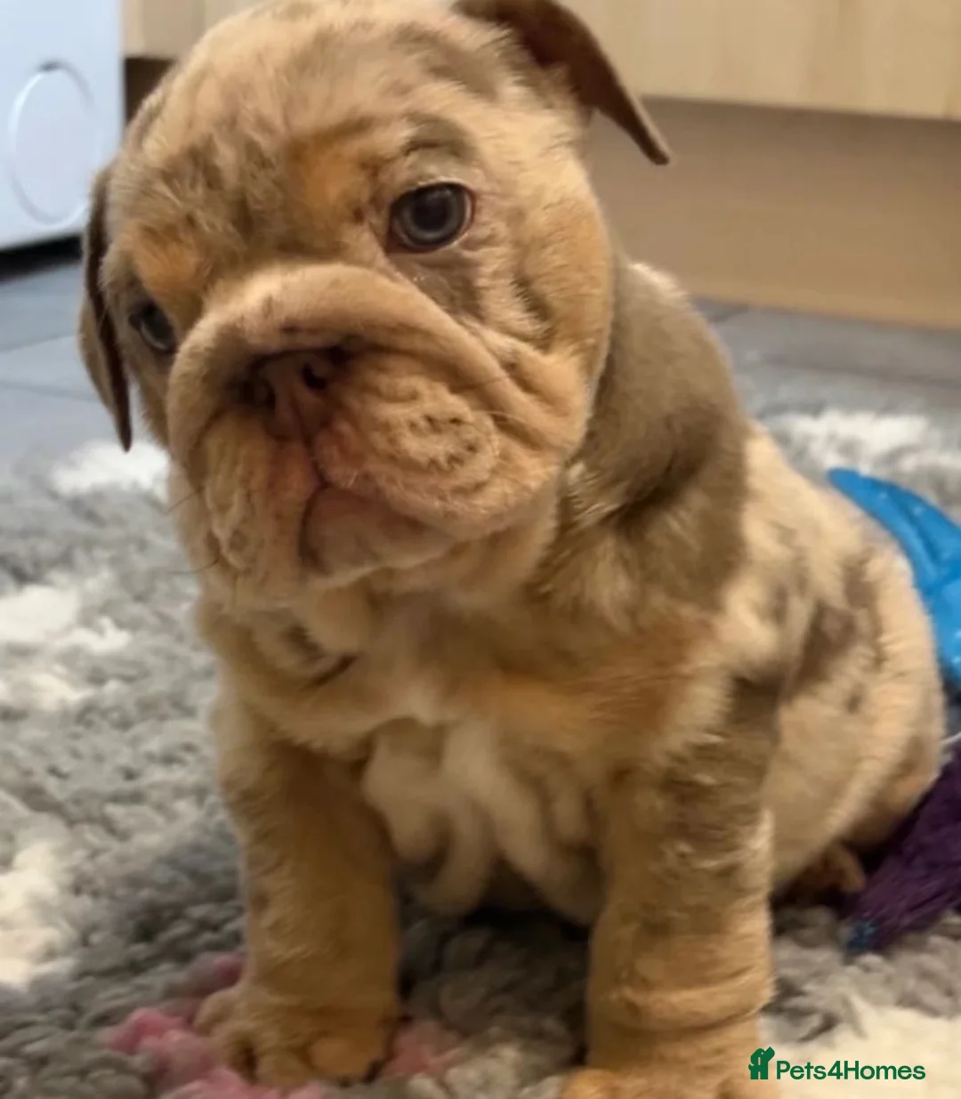 English Bulldog dogs for sale: Beautiful English Bulldog Puppies Available in London - Advert 2