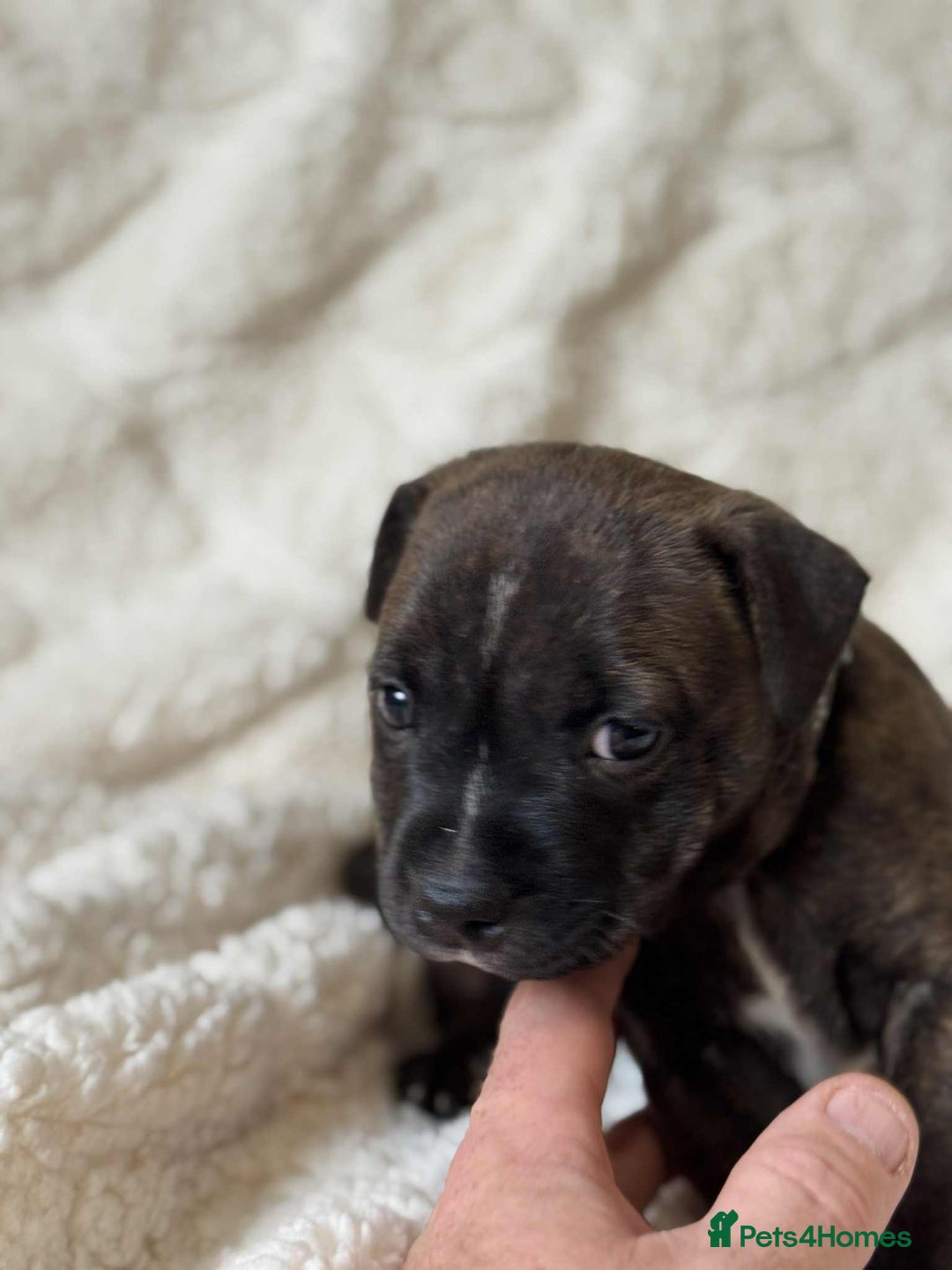 Staffordshire Bull Terrier dogs for sale: Kc registered Staffordshire bull terriers - Advert 25