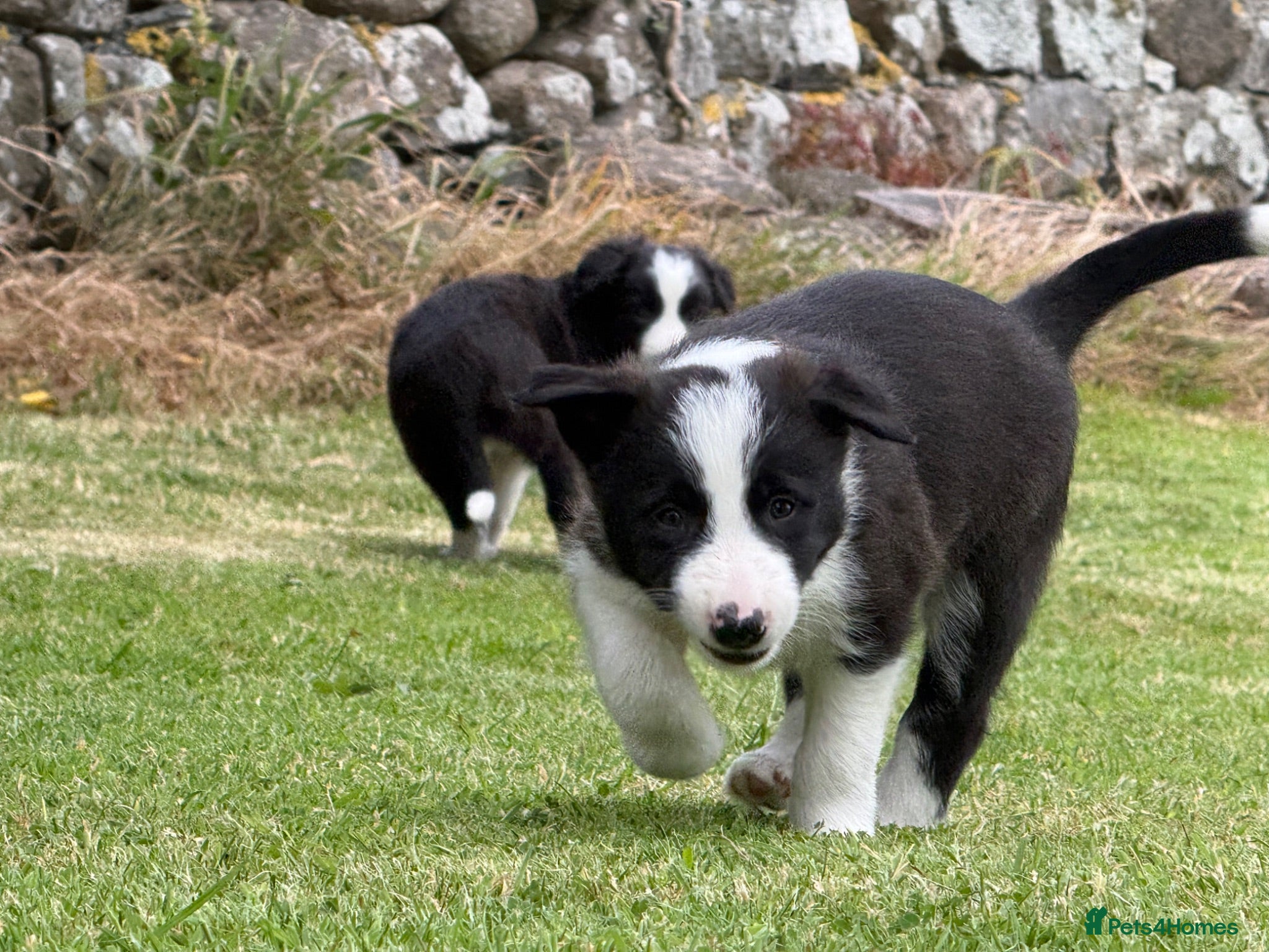 Border Collie dogs Border collie puppies  - Advert 11