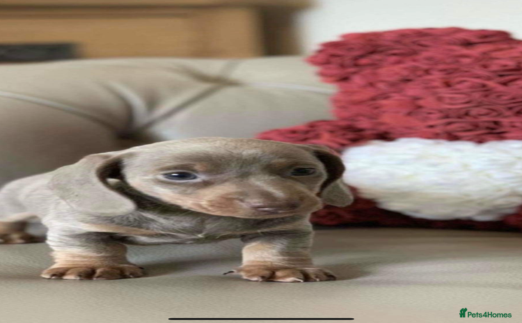 Miniature Dachshund dogs in Chester - Advert 8