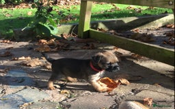 Border Terrier dogs for sale: Adorable Border terrier puppies  - Advert 4