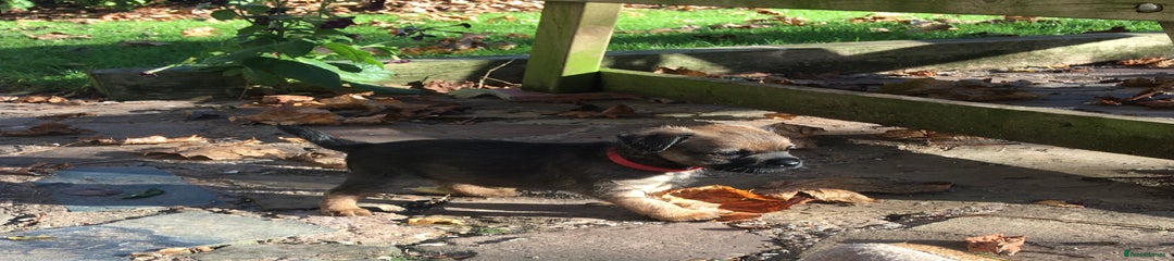 Border Terrier Puppy 3