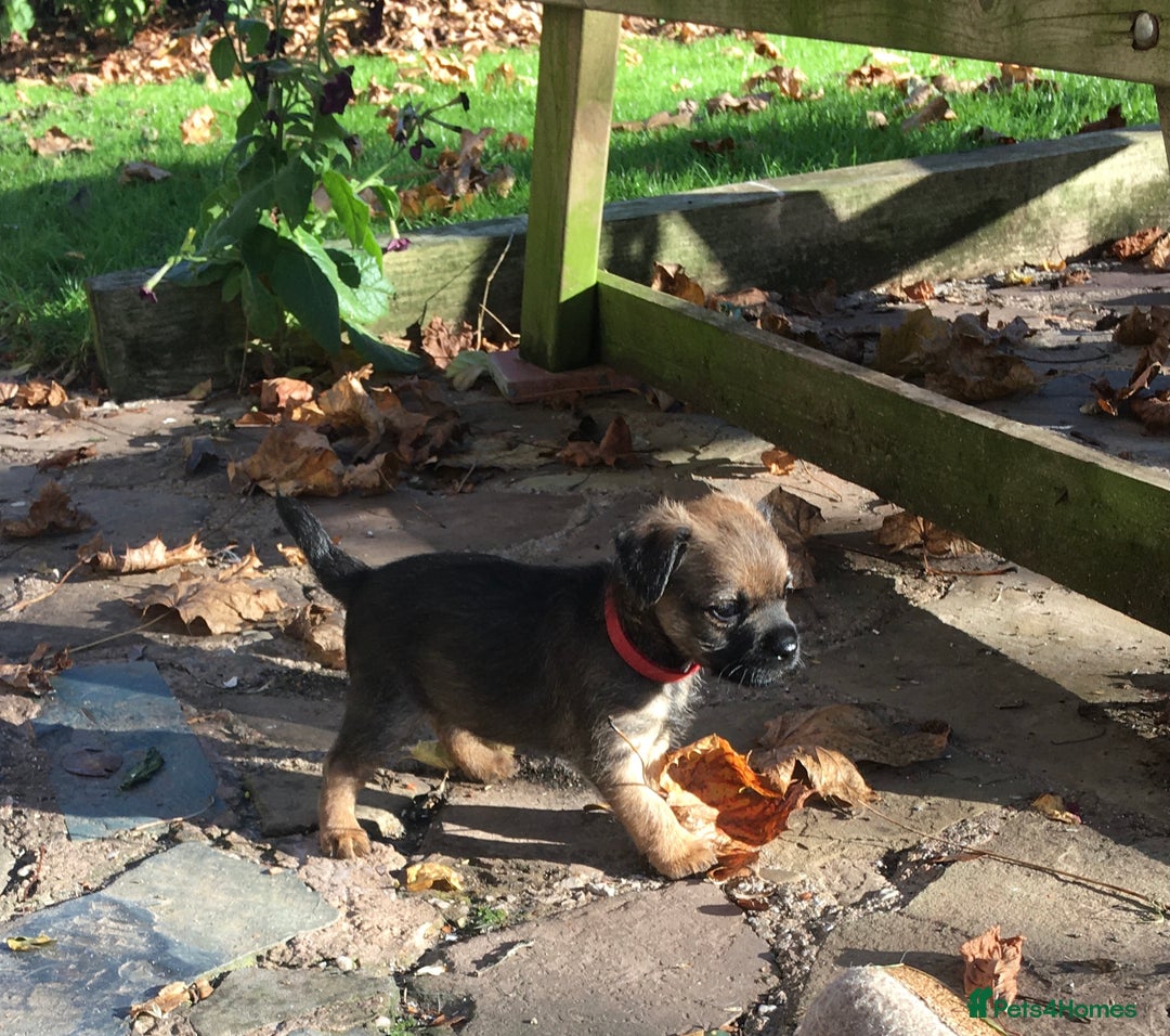 Border Terrier dogs for sale: Adorable Border terrier puppies  - Advert 4