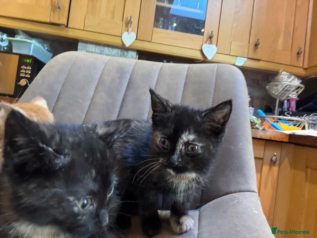 Mixed Breed cats for sale: Cute fuzzy kittens  - Advert 12