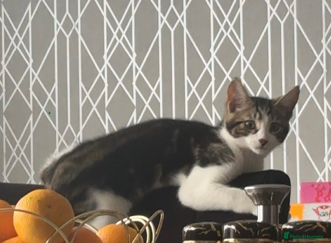 British Longhair cats for sale: Domestic British long hair male kitten  - Advert 2