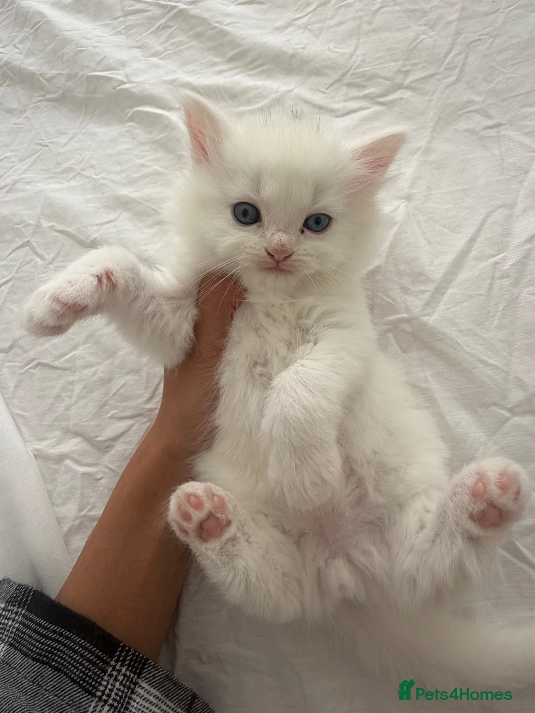 Mixed Breed cats for sale: Persian x Scottish fold mix kittens  - Advert 2