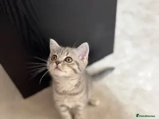 British Shorthair cats British Shorthair Boy Kitten 💙 - Advert 1