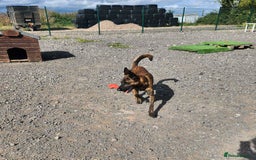 Mixed Breed dogs for adoption: BEAUTIFUL BUZZ  - Image 7