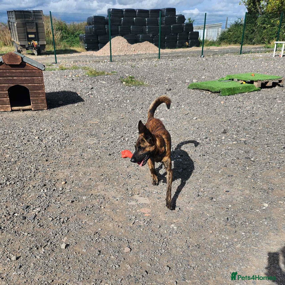 Mixed Breed dogs for adoption: BEAUTIFUL BUZZ  - Image 7