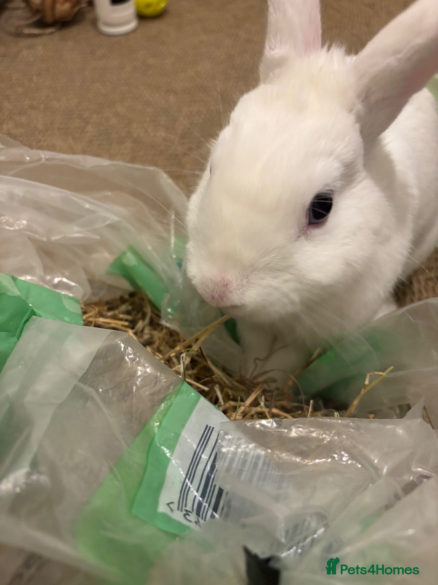 Mixed Breed rabbits Cotton looking for new cuddles - Advert 1