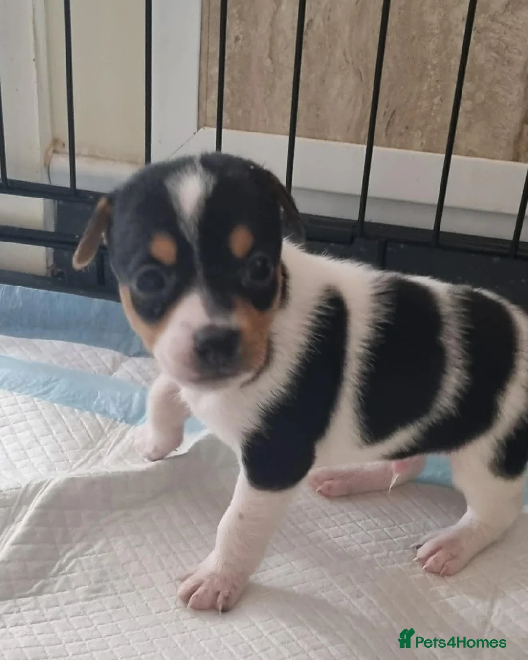Jack Russell dogs for sale: 2 beautiful male jacks Russell’s  in Llanelli - Advert 2