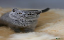 British Shorthair cats for sale: GCCF reg blue kittens  - Image 25